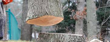 Best Arborist Consultation Services  in Foster Brook, PA