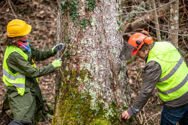 How Our Tree Care Process Works  in  Foster Brook, PA