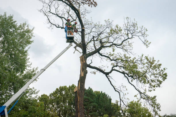 Best Tree and Shrub Care  in Foster Brook, PA