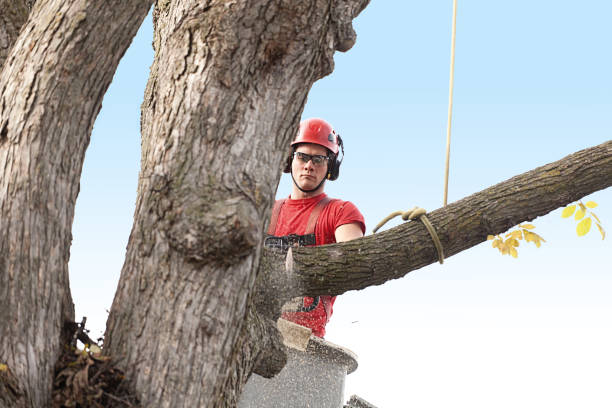 Best Tree Cabling and Bracing  in Foster Brook, PA