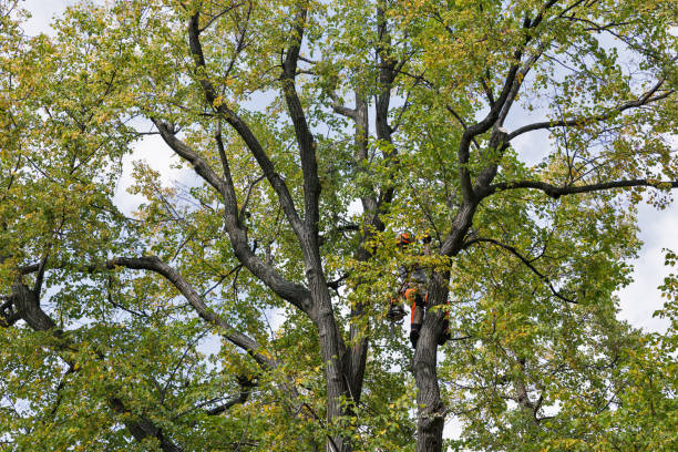 Professional Tree Care in Foster Brook, PA